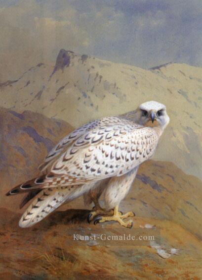 Ein Grönland oder Gyr Falcon Archibald Thorburn Vogel Ölgemälde